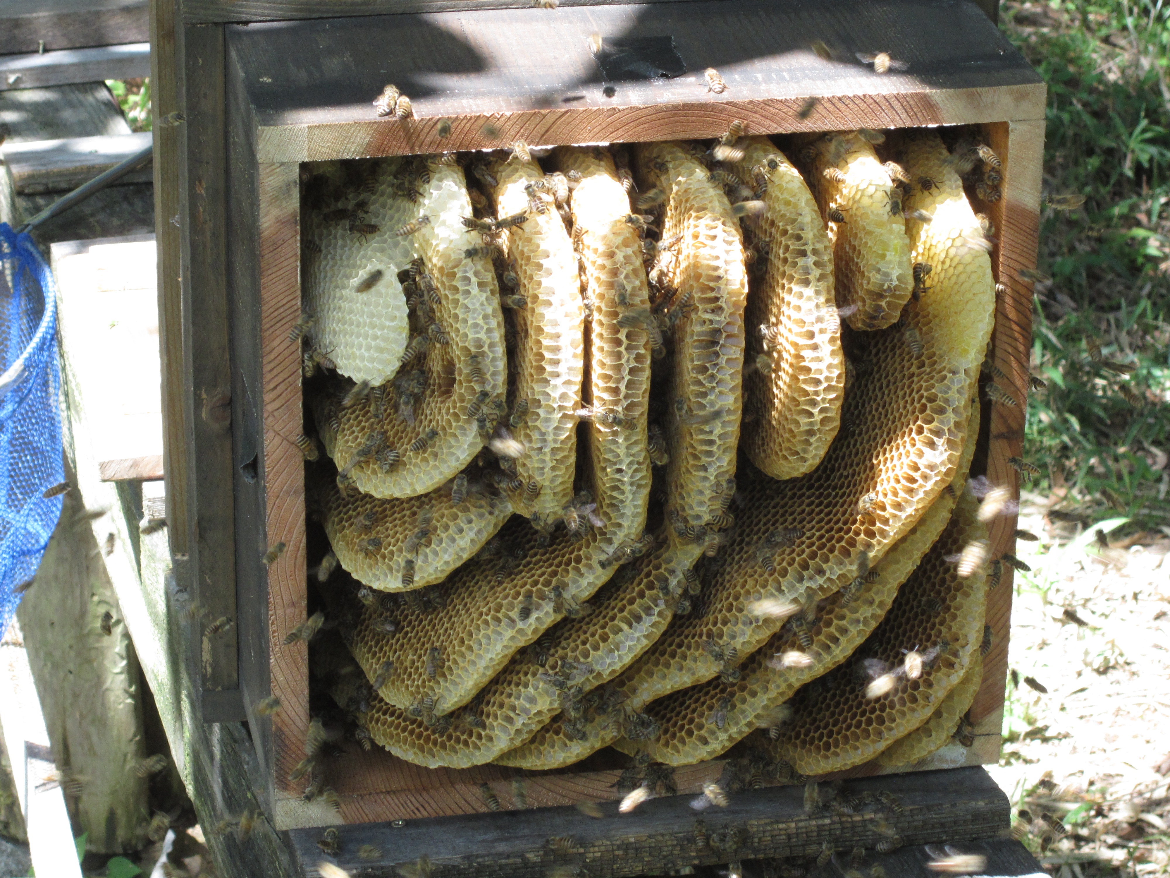 蜜蜂 の 飼育 方法